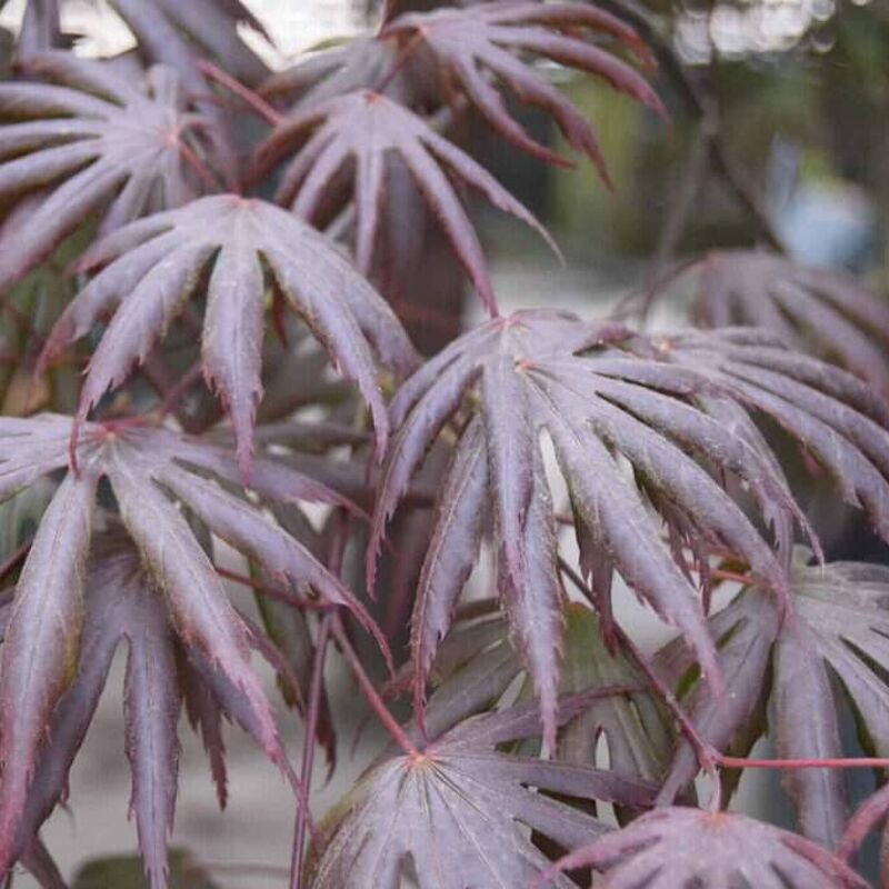 Acer palmatum 'Trompenburg' (M) 200-250 cm